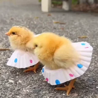 🤩