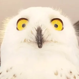 😯