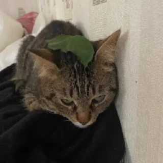 🍃