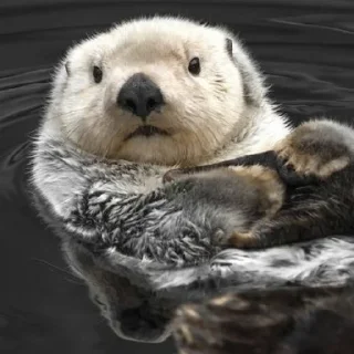 🥺