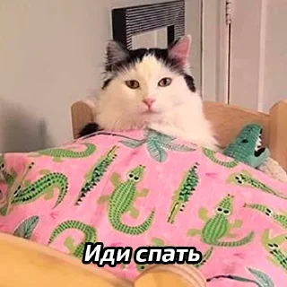 😴