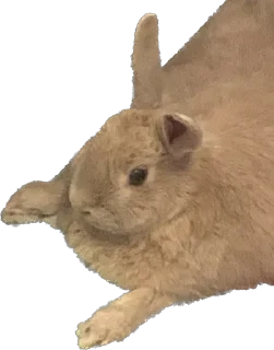 🐰