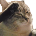 🐱