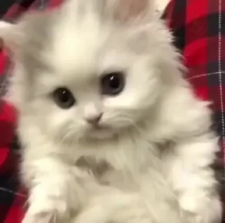 🐱