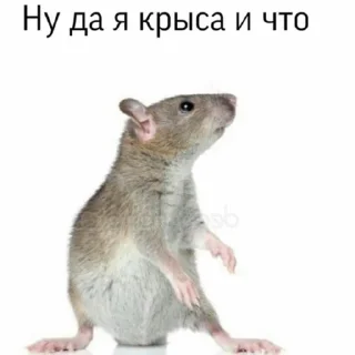 🐀