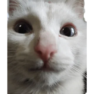 😸