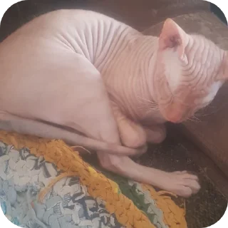 ✋