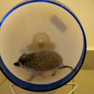 🏃‍♂️