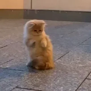 🐾