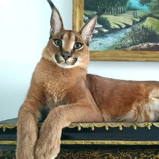 😍