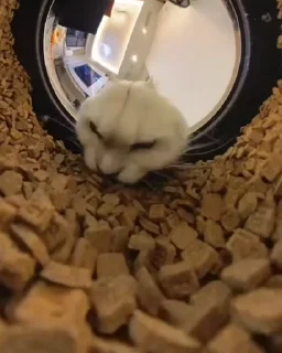 😋
