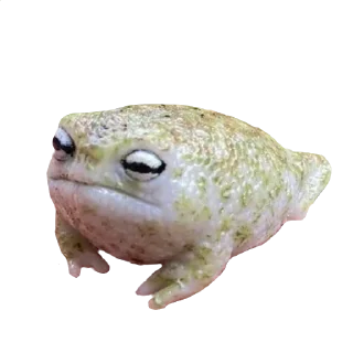 🐸