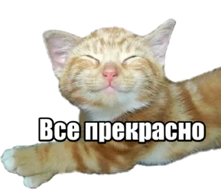 🙀