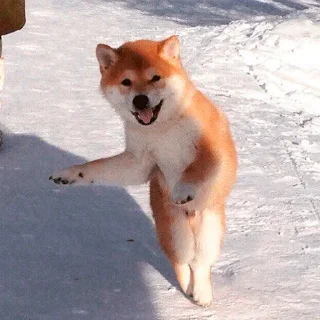 🐶