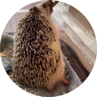 🦔