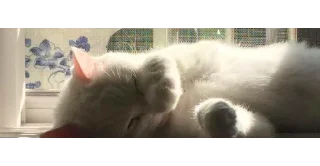 🐱