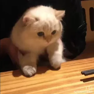 🤩
