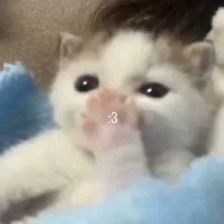 🌟