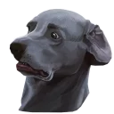 🐶