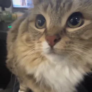 🌟