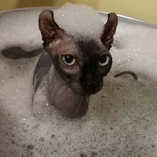 🐱