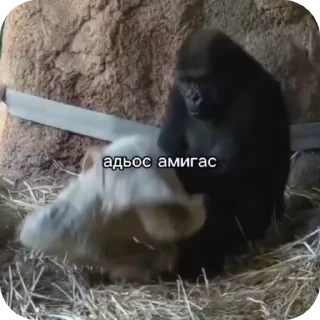 🌟