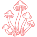 🍄
