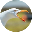 Birds @stickersb2b