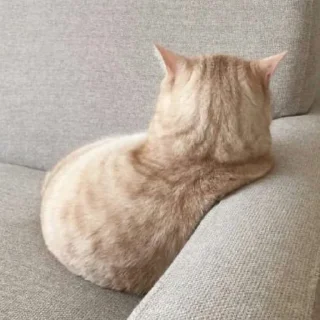 🐈