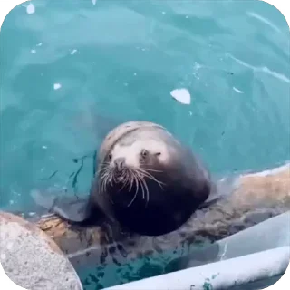 ✋