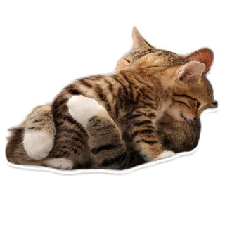 Pets @stickersb2b