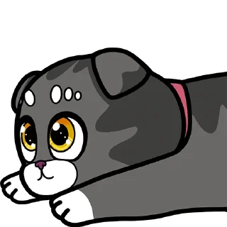 🐈‍⬛