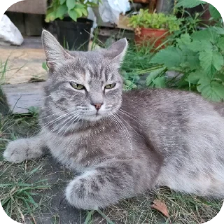 🐱