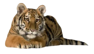🐅
