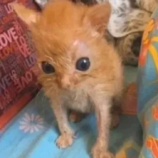 🐈‍⬛