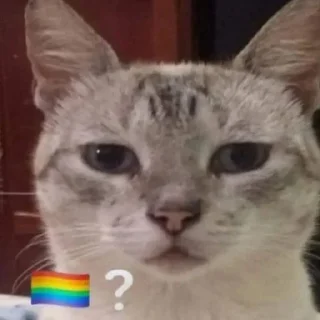 🏳️‍🌈
