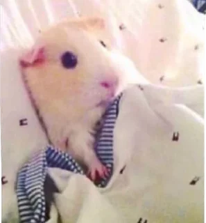 😴