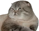 😾