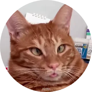 🤪