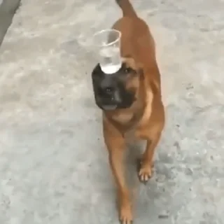 🐶