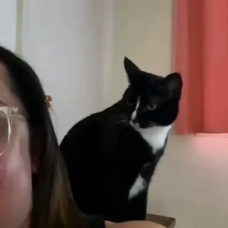 🐈