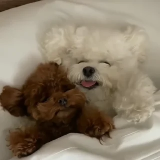 🐶
