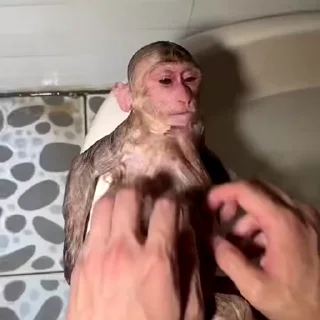 🙉