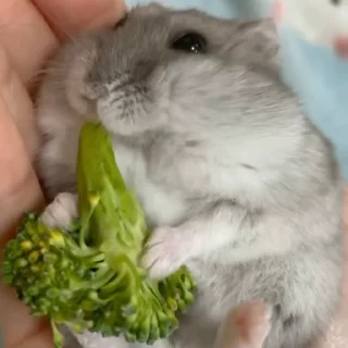 🥟
