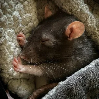 💤