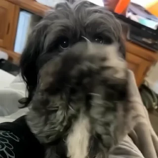 🐶