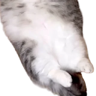 😺