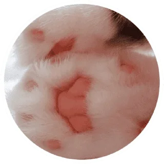 🐱