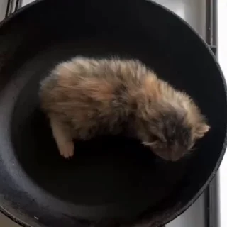 🐈‍⬛️