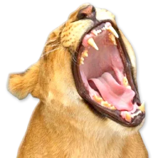 🦁